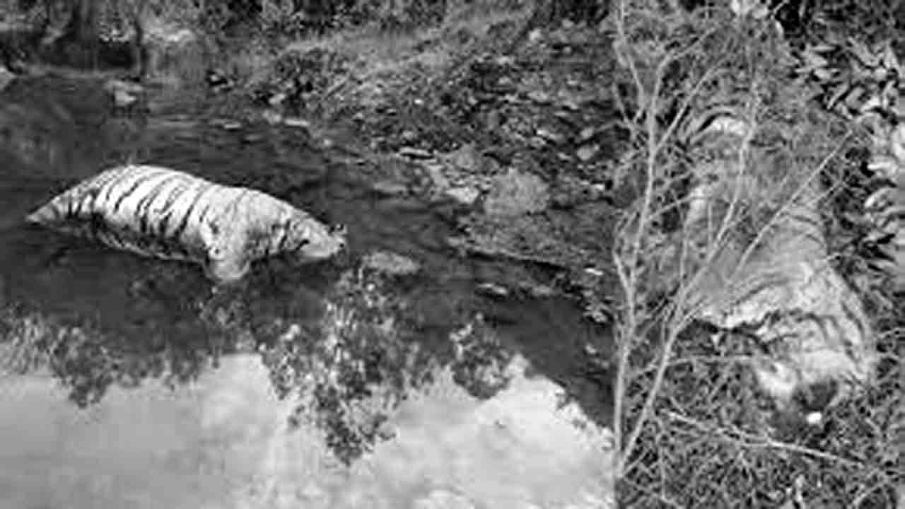 Tamil Nadu Farmer | ఆవుని చంపాయని పులులపై ప్రతీకారం.. విషంపెట్టి చంపిన రైతు