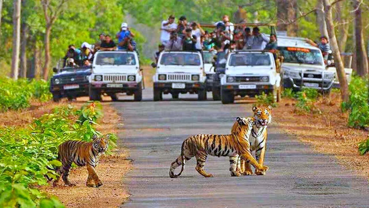 Nallamala Safari | పర్యాటకులకు గుడ్‌న్యూస్.. నల్లమలలో మళ్లీ సఫారీ యాత్ర..