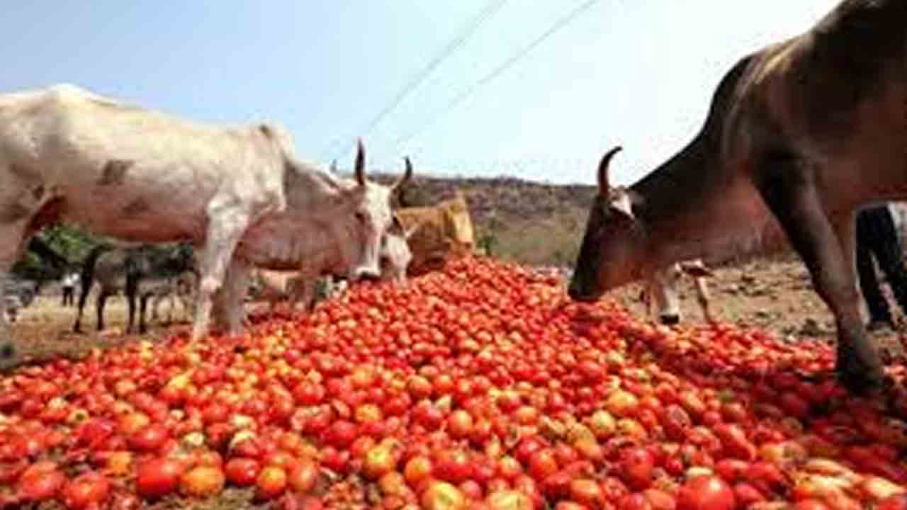 Tomato | అప్పుడట్ల… ఇప్పుడిట్ల.. టమాటా పరిస్థితి చూడండి ఎంత విచిత్రం…!