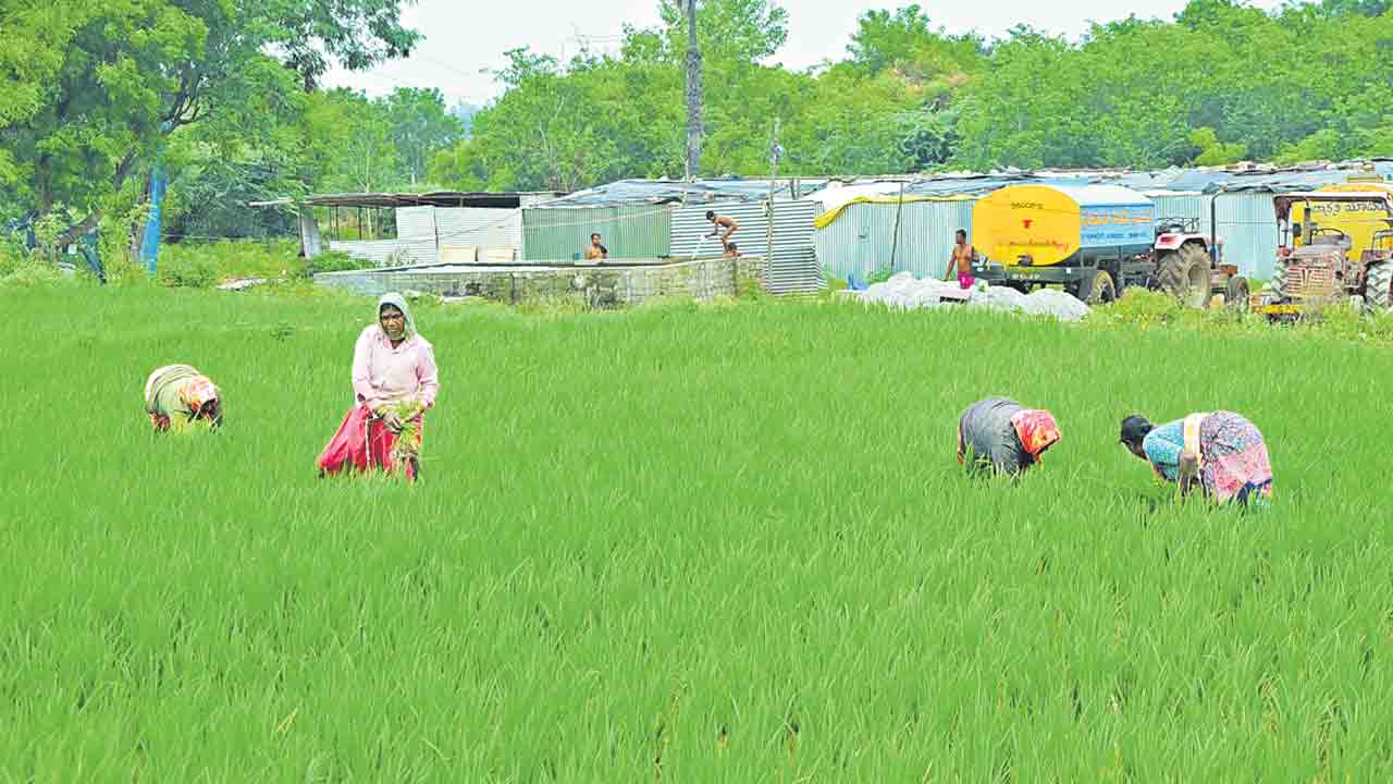 సాగు సంబుర ఉపాధి పుష్కలం