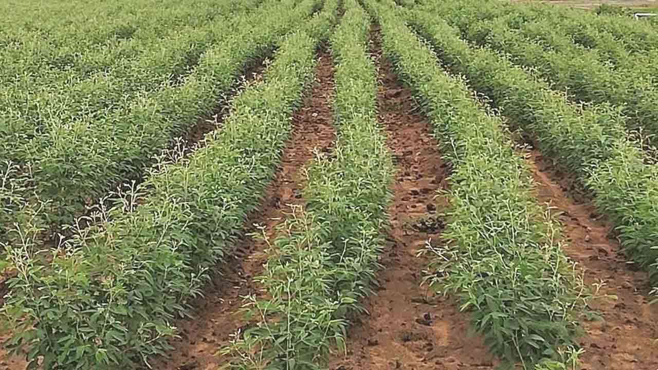 రంది లేని అంతర కృషి