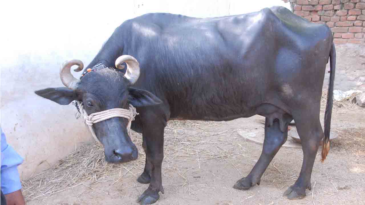 శ్వేత విప్లవం