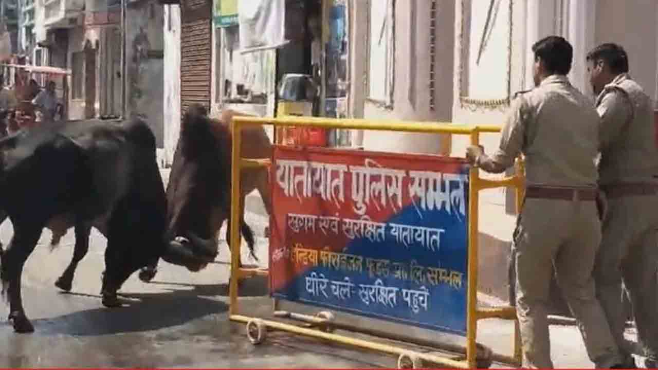 Bulls Fight | రెండు ఎద్దుల మధ్య పోట్లాటను అడ్డుకునే ప్రయత్నం చేసిన పోలీసులు.. తర్వాత ఏం జరిగిందో చూడండి