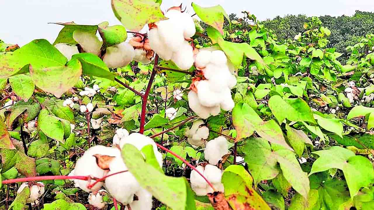 పత్తిలో సస్యరక్షణ అధిక దిగుబడులు