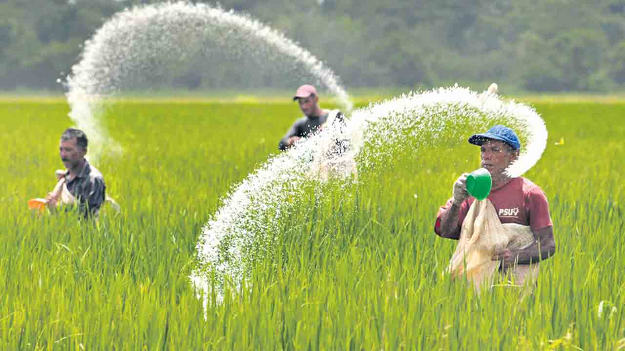 దండిగా ఎరువులు