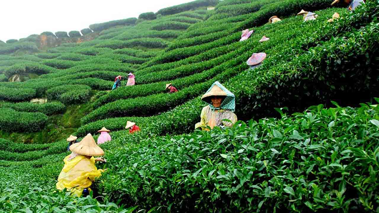 Assam Tea | ఇండియా మొత్తానికి ఫేమస్‌ అయిన అస్సాంలోకి తేయాకు తోటలు ఎలా వచ్చాయి?