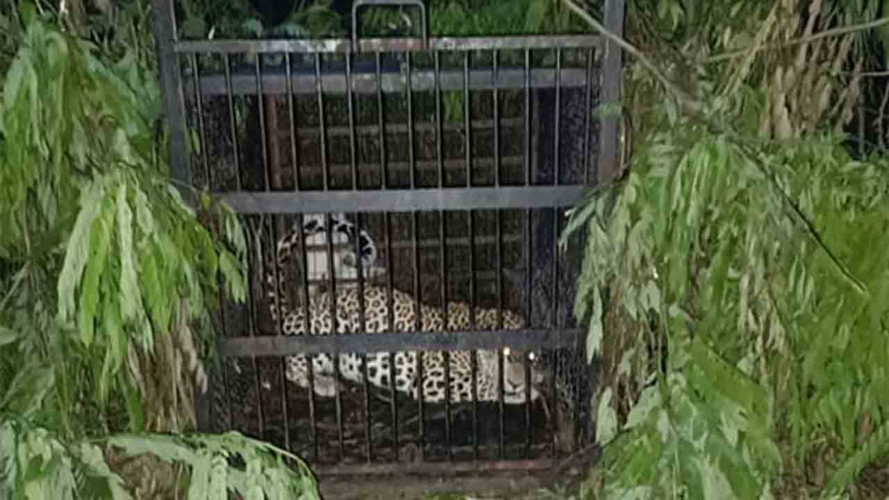 Tirumala | తిరుమలలో చిక్కిన మరో చిరుత.. చిన్నారి లక్షితపై దాడి చేసిన ప్రాంతంలోనే!