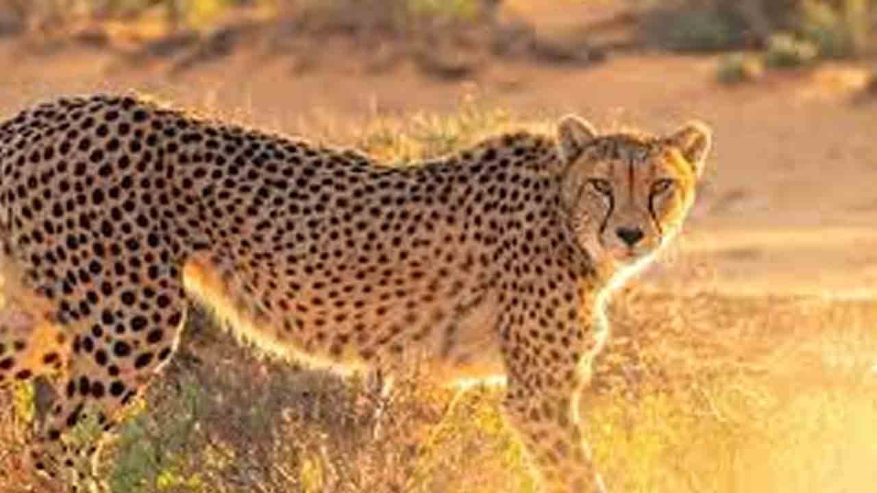 Leopard | పారని పాచిక చిక్కని చిరుత.. ‘శంషాబాద్‌ పరిసరాల్లో గాలింపు