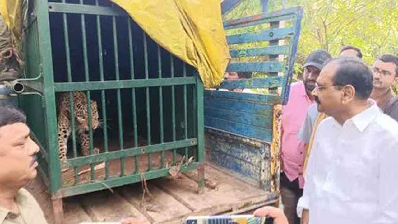 తిరుమలలో చిక్కిన మరో చిరుత