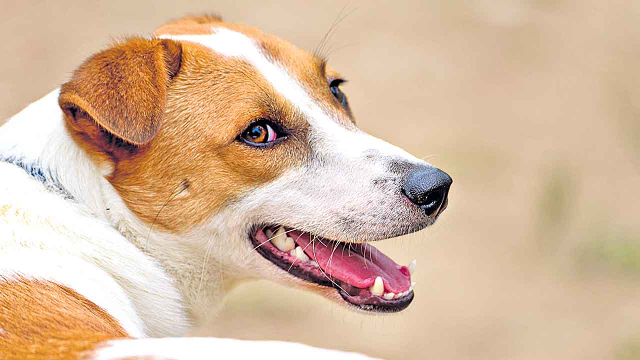 Dog Attack | హైదరాబాద్‌లో మరో చిన్నారిపై వీధి కుక్క దాడి