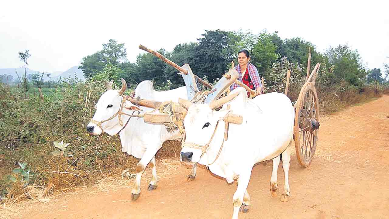 జోడెడ్ల బండి జాడేమాయె..!