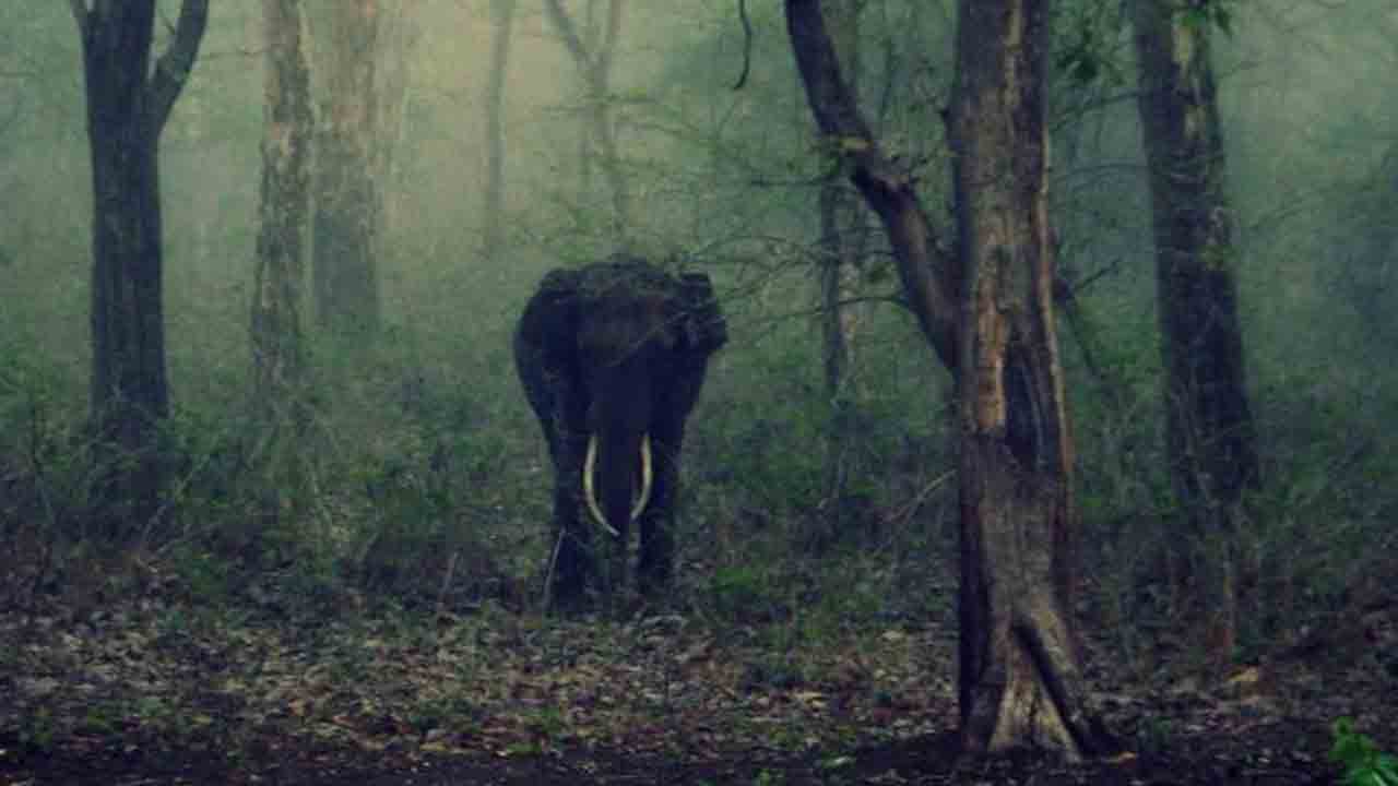 చిత్తూరులో ‘ఆపరేషన్‌ గజ’ సక్సెస్‌