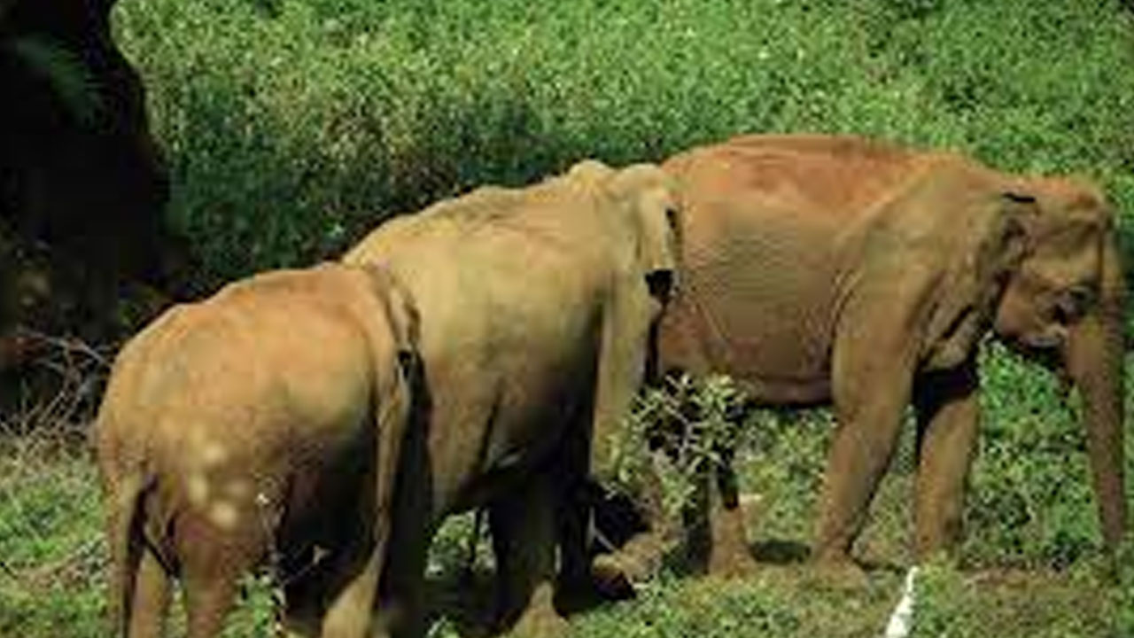 Elephants Trample Man | మానసిక వికలాంగుడిని.. తొక్కి చంపిన ఏనుగులు