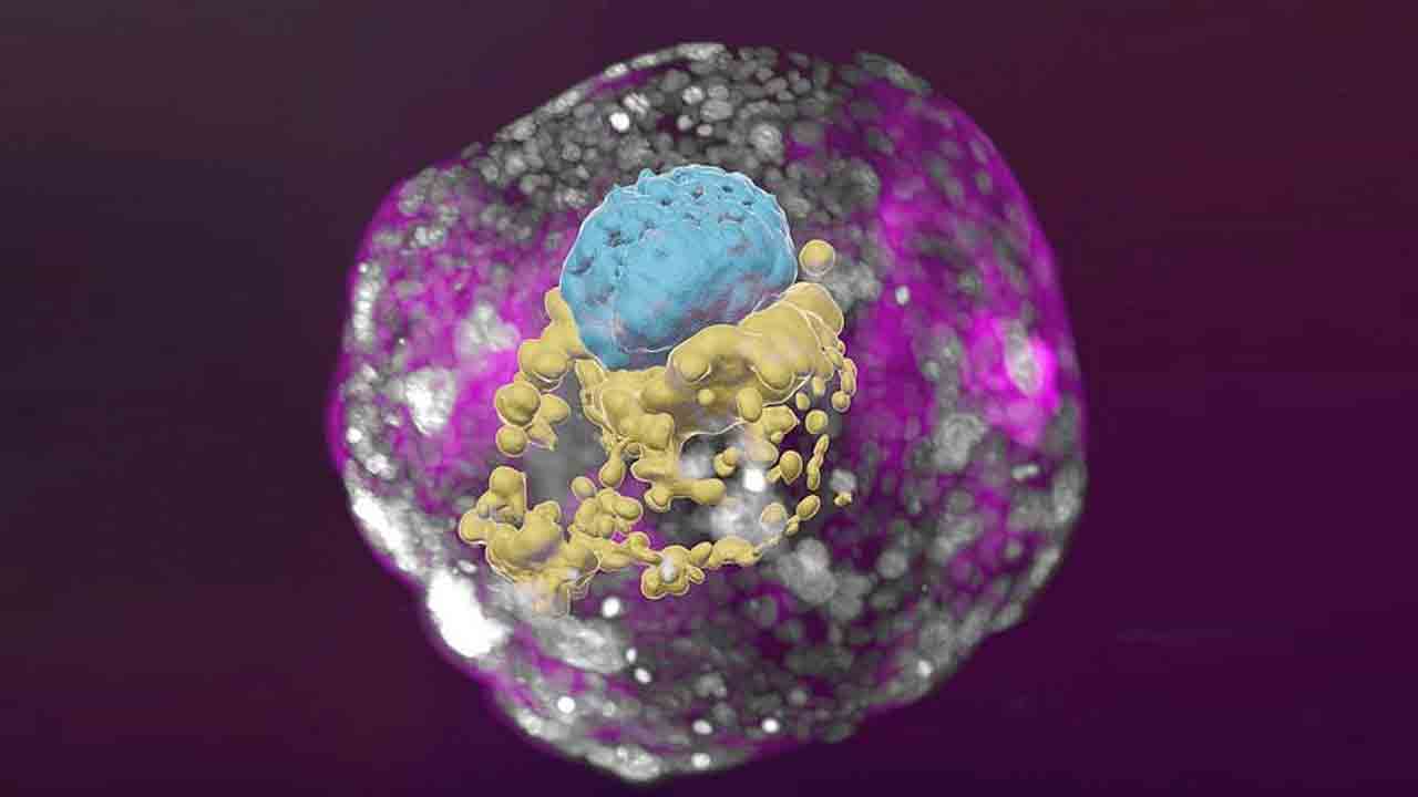 Embryo | వీర్యం, అండం లేకుండానే పిండం.. వైద్య చరిత్రలో మరో సంచలనం