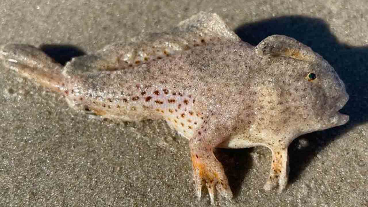 Fish with hands | ఆస్ట్రేలియా బీచ్‌లో వింత చేప దర్శనం.. పూర్వ వాజాలకు బదులుగా చేతులు