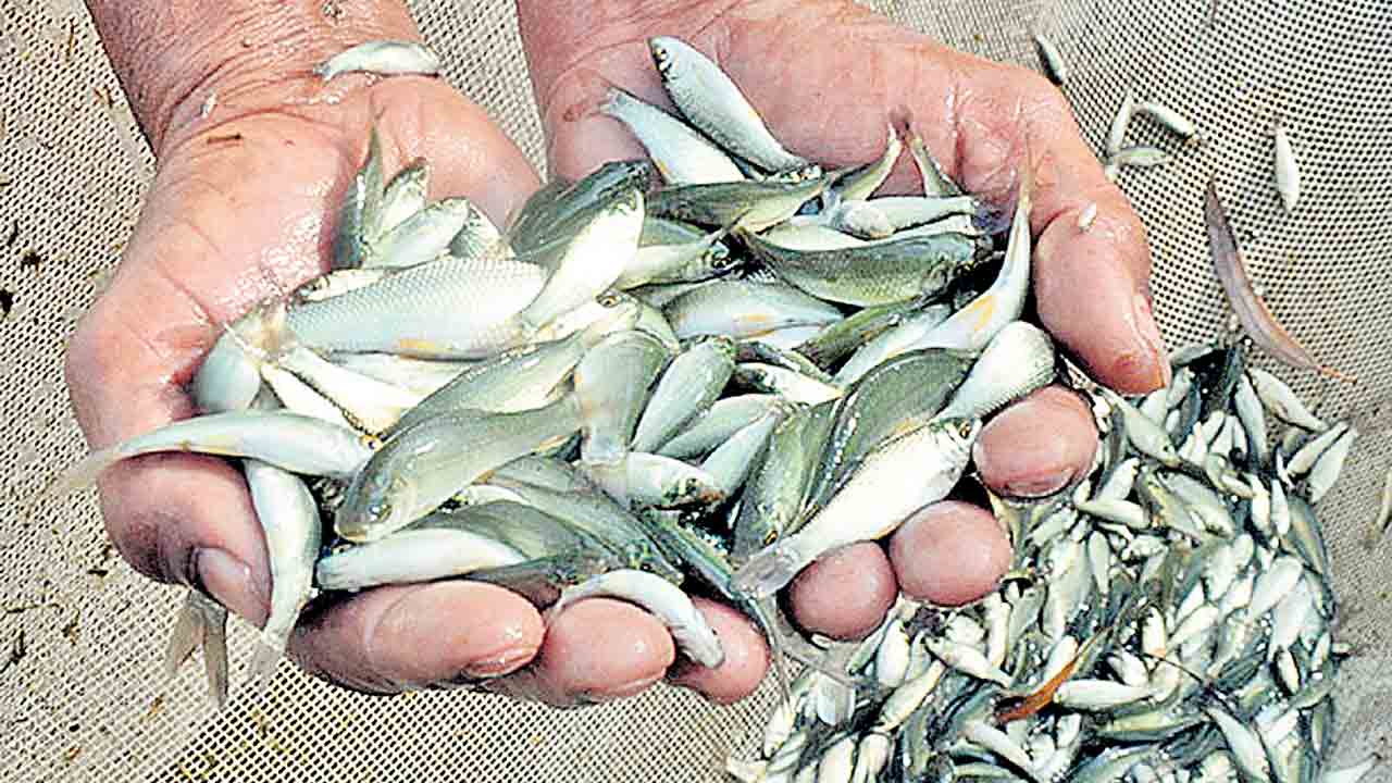 మత్స్య జోరు..