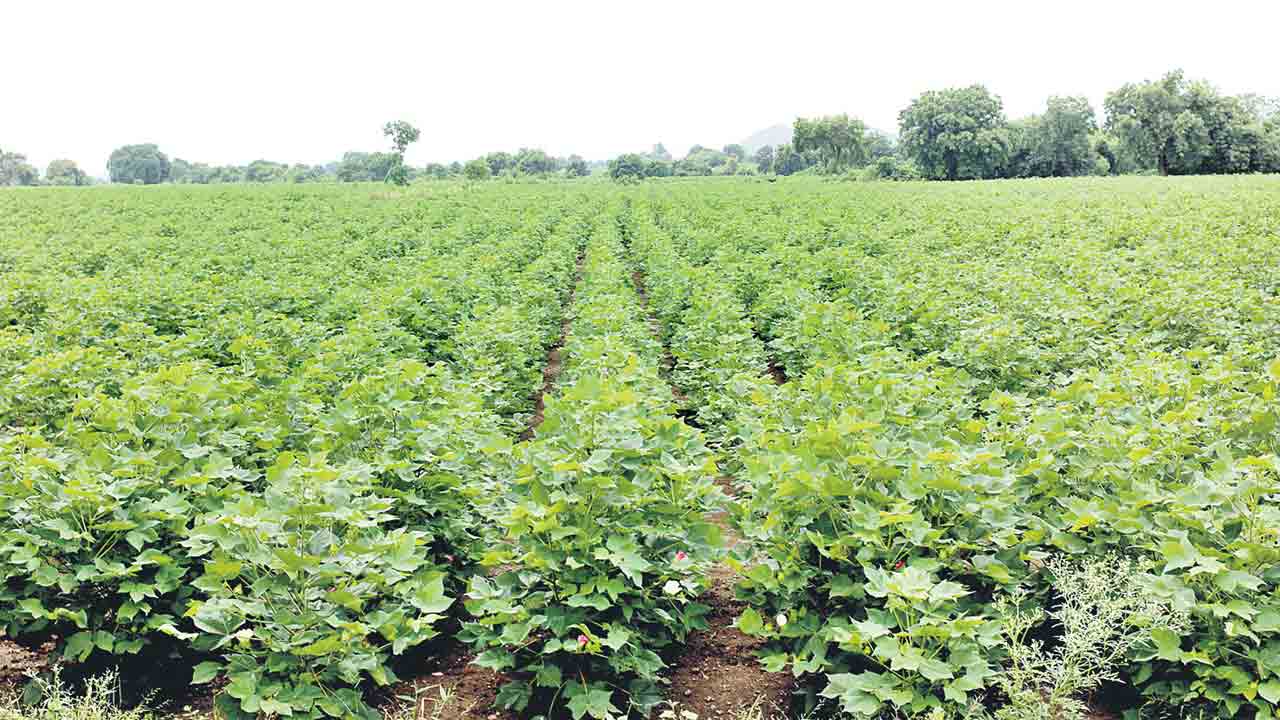 ఆశాజనకంగా సాగు