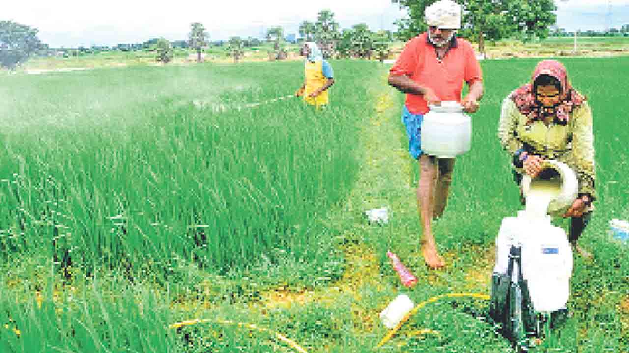 జోర్దార్‌ సాగు