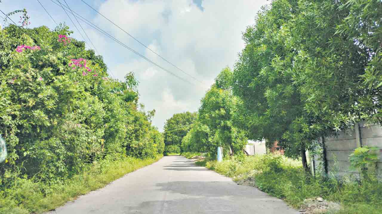 పుడమికి పచ్చని హారం