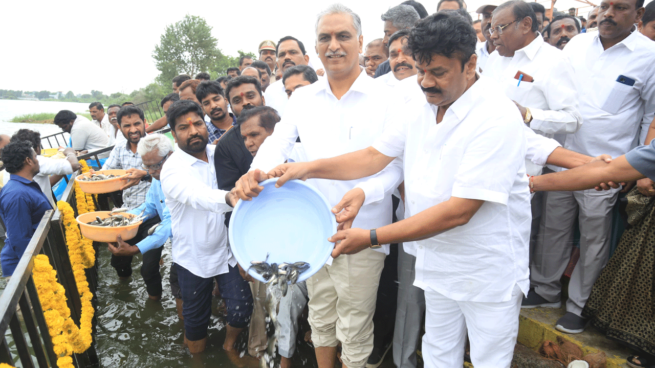 Ministers Harish Rao | సిద్దిపేట చింతల్ చెరువులో చేప పిల్లలు వదిలిన మంత్రులు హరీశ్ రావు, తలసాని