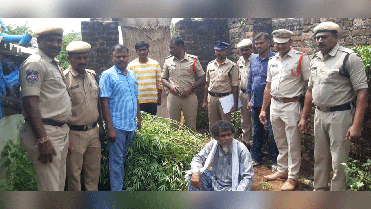 Marijuana | గుట్టు చప్పుడు కాకుండా ఇంట్లోనే గంజాయి సాగు..వలేసి పట్టుకున్న పోలీసులు