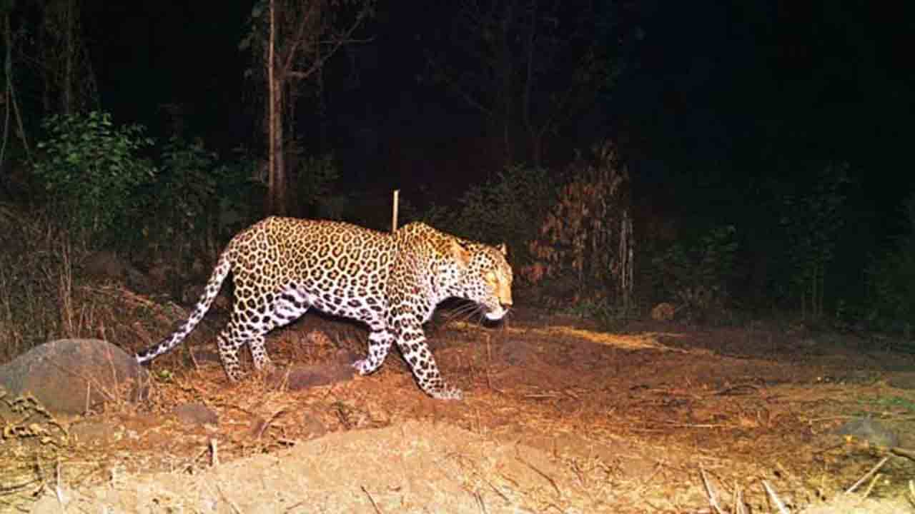 Cheetahs | తిరుమల పరిసర ప్రాంతాల్లో మళ్లీ చిరుతల కలకలం.. భక్తుల ఆందోళన