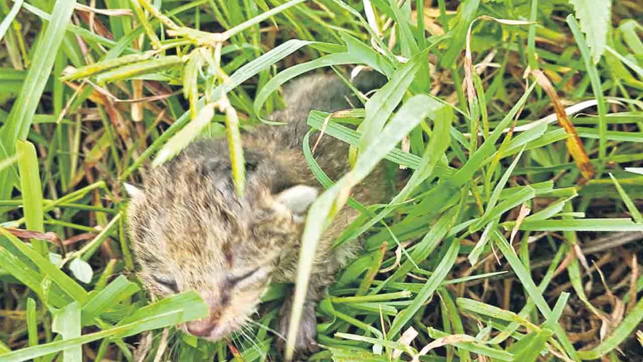 కోనరావుపేటలో చిరుత సంచారం