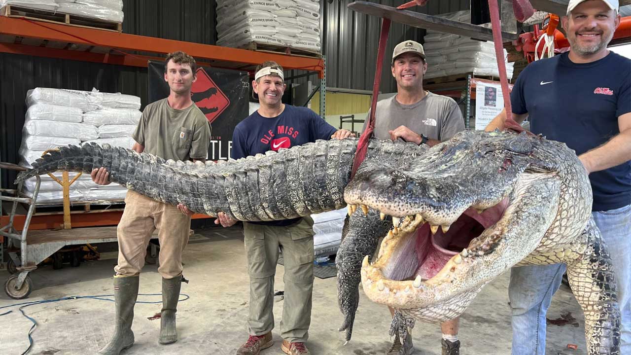 Longest alligator | వేటగాళ్ల చేతికి చిక్కిన భారీ మొసలి.. దాని పొడవు ఎంతో తెలుసా..?