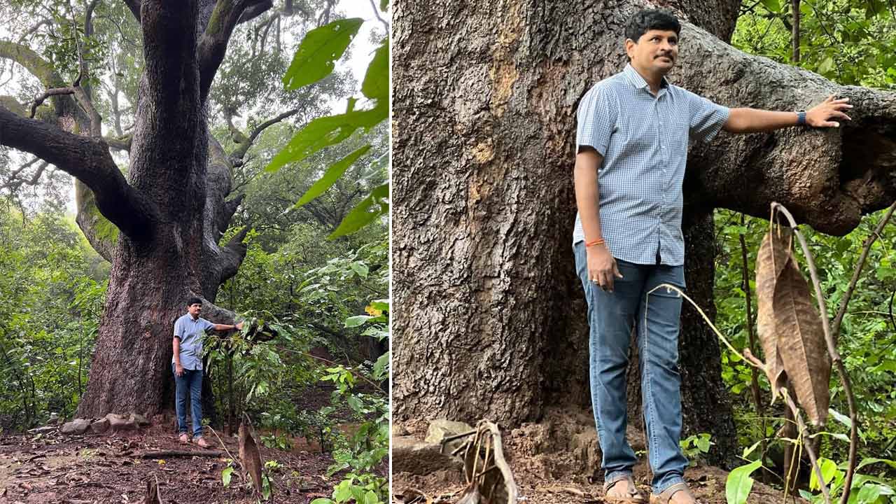 MP Santosh Kumar | 150 ఏండ్ల నాటి మామిడి చెట్టును సంద‌ర్శించిన ఎంపీ సంతోష్ కుమార్