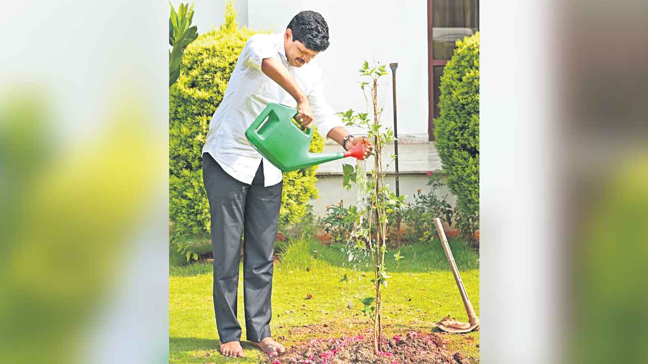 ‘పచ్చని బాట’ పరిచిన సంతోషం