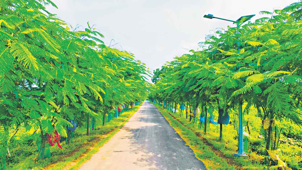 నాడు ఎడారి.. నేడు పర్యావరణ పందిరి