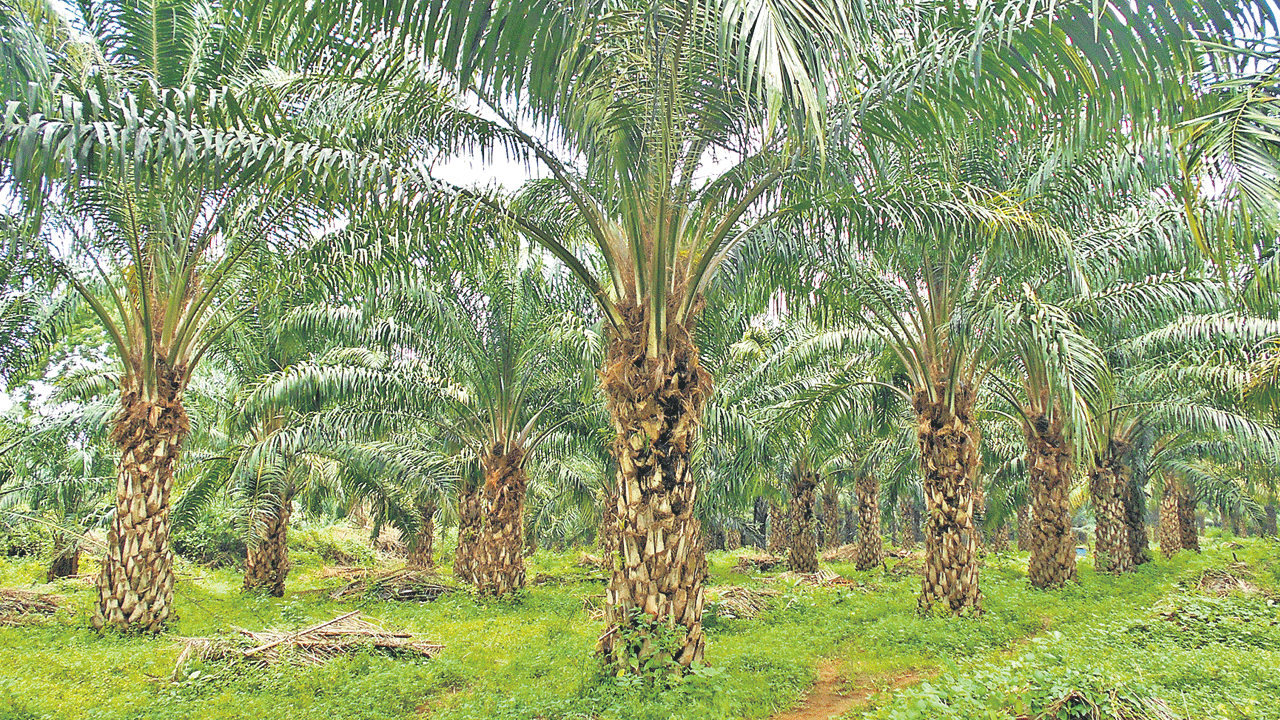 Oil Palm Cultivation | తెలంగాణలో ఆయిల్‌పామ్‌ సాగు భేష్‌.. మలేషియా అధికారుల బృందం ప్రశంస