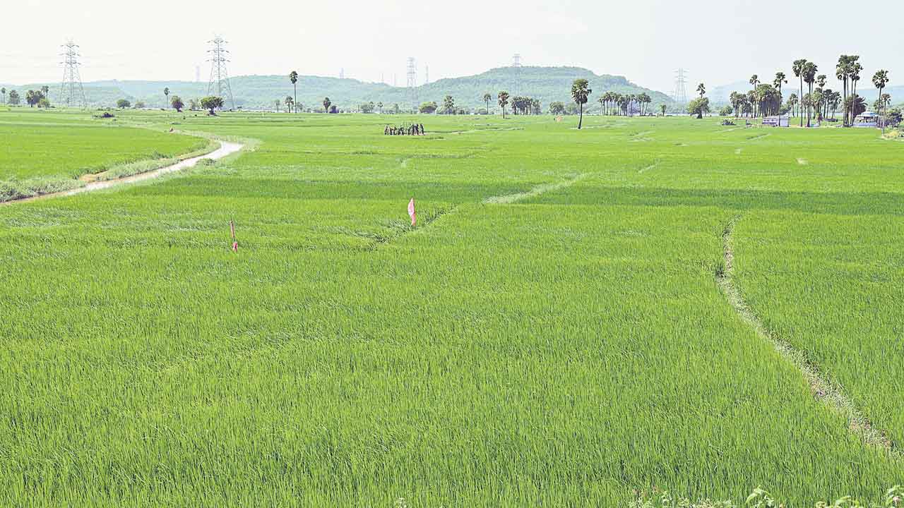 Telangana |  దేశానికి అన్నపూర్ణగా తెలంగాణ.. వానాకాలం సీజన్‌లో రికార్డు స్థాయిలో 65 లక్షల ఎకరాల్లో వరి సాగు