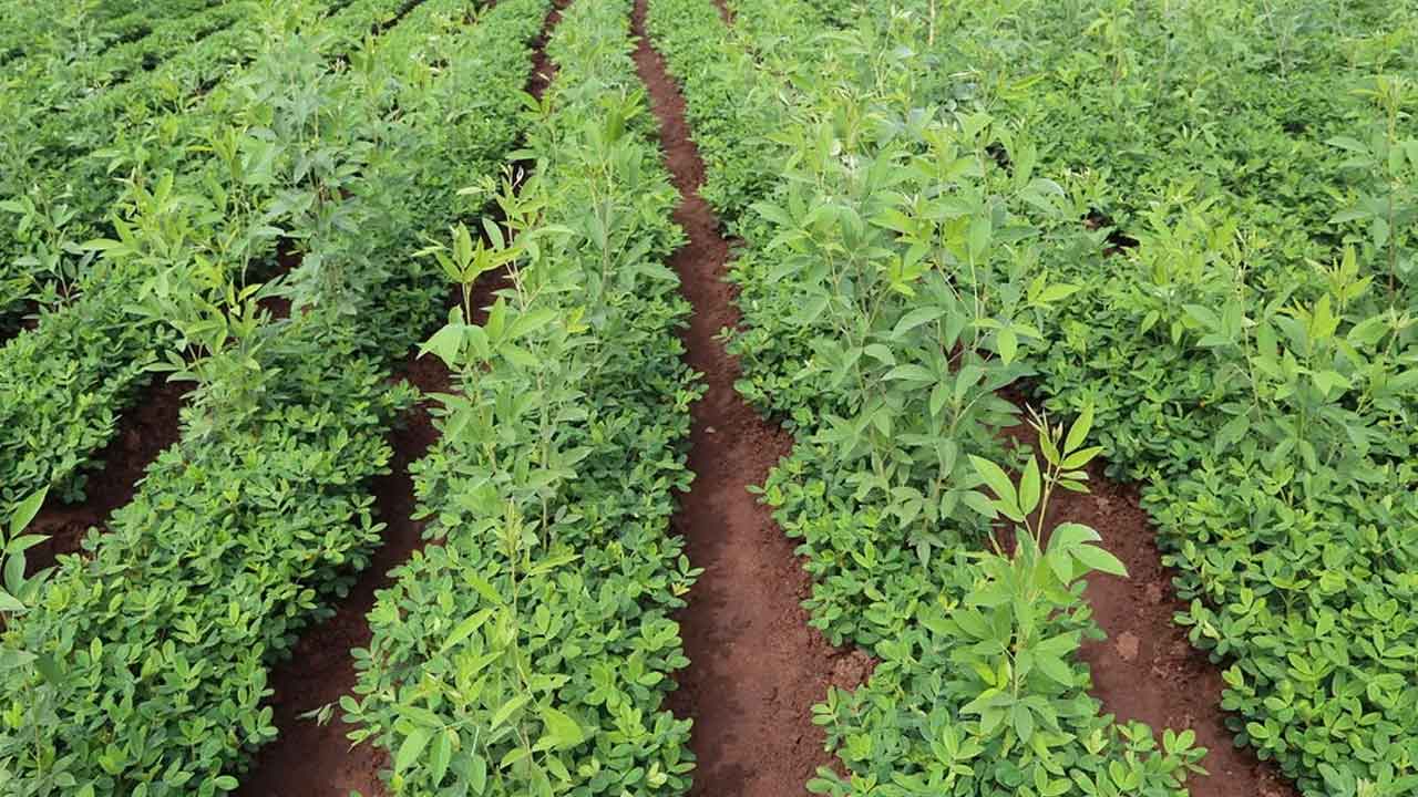 రైతుకు లాభం ప్రత్యామ్నాయం