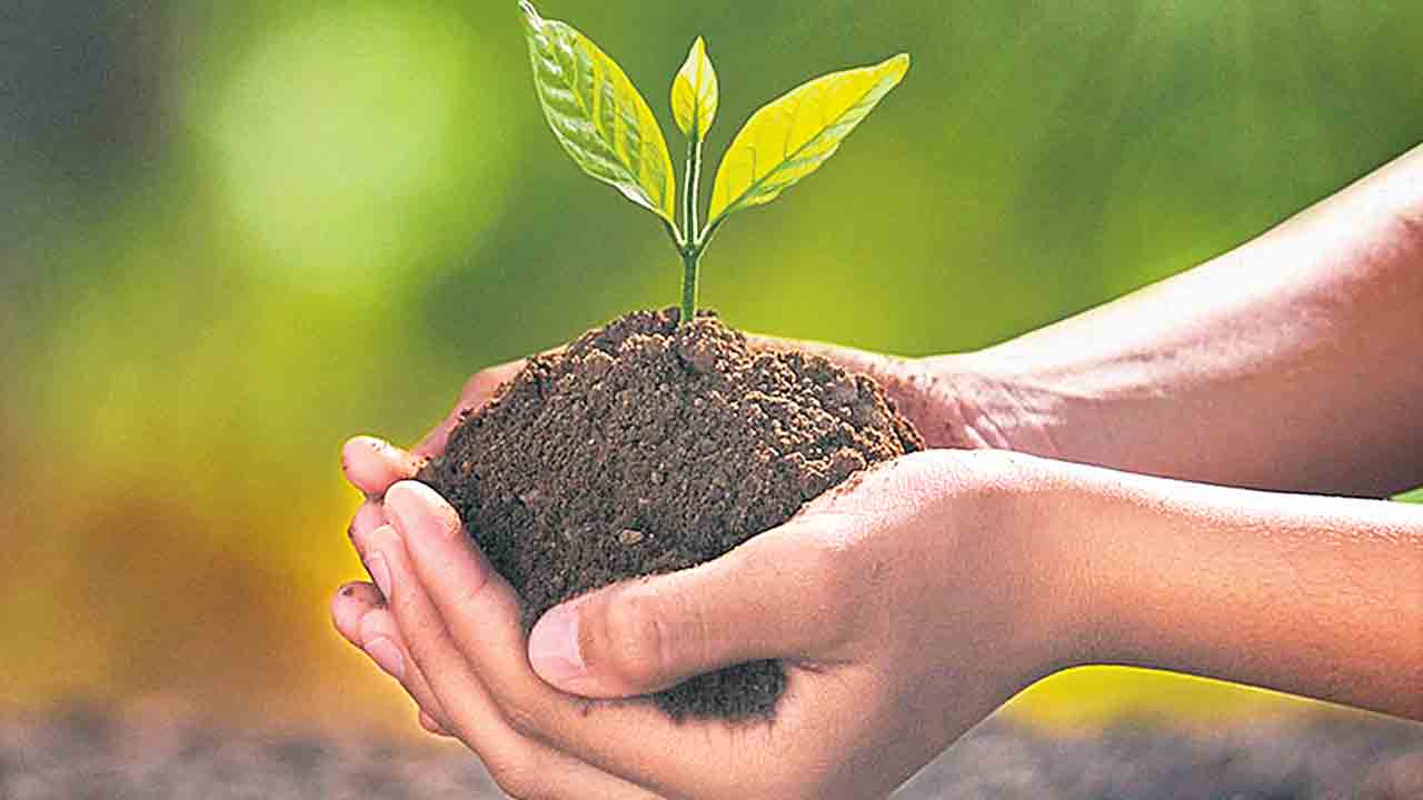 మొక్కకు చిక్కులు?