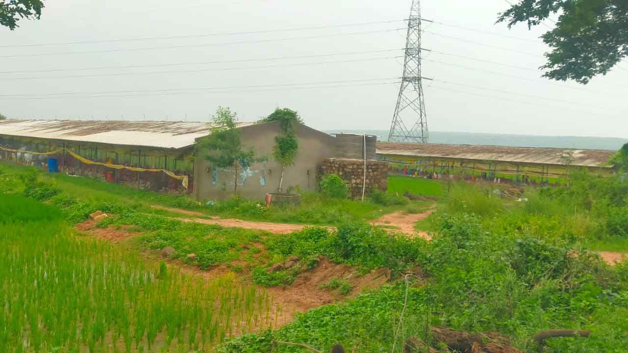 పల్లెల్లో పౌల్ట్రీఫామ్‌లు