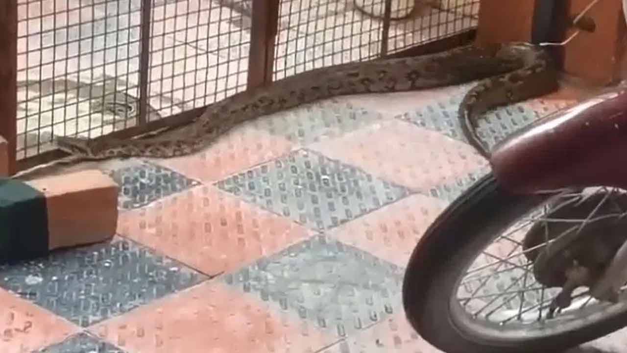 Hyderabad | బాచుప‌ల్లిలో కొండ‌చిలువ క‌ల‌క‌లం.. వీడియో