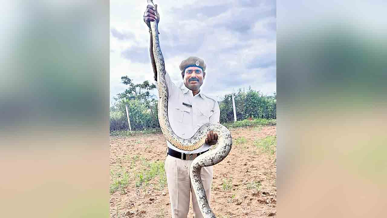 పెబ్బేరులో పది అడుగుల కొండచిలువ