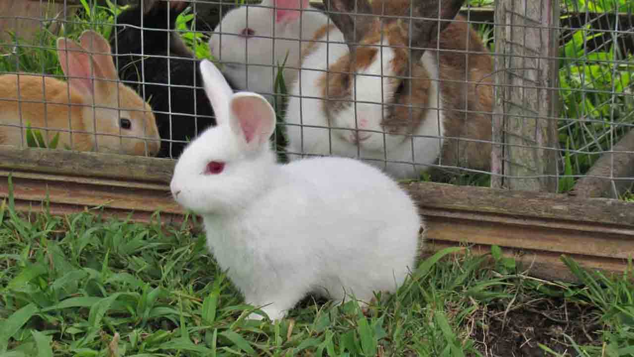 Vasthu Shastra | ఇంట్లో కుందేళ్లను పెంచుకోవచ్చా?