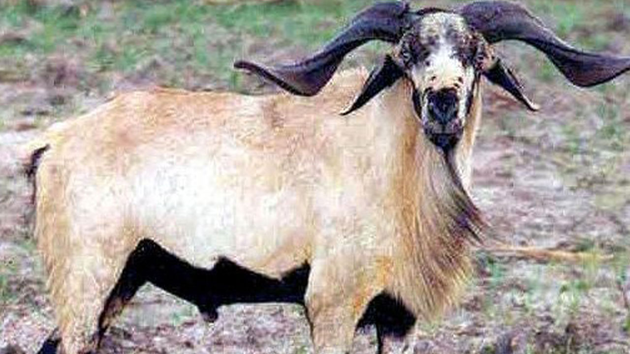 యలమంద మురవంగ