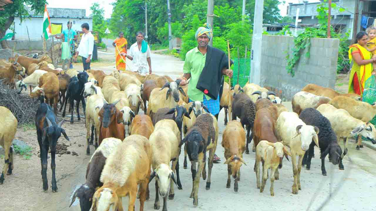 గొల్లకుర్మలకు బతుకుధీమా..