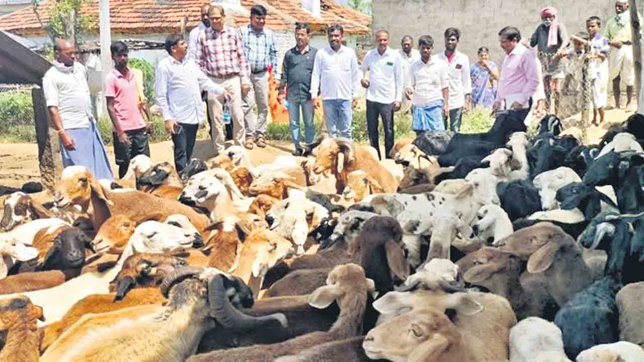 గొర్రెల పంపిణీ పథకం భేష్‌