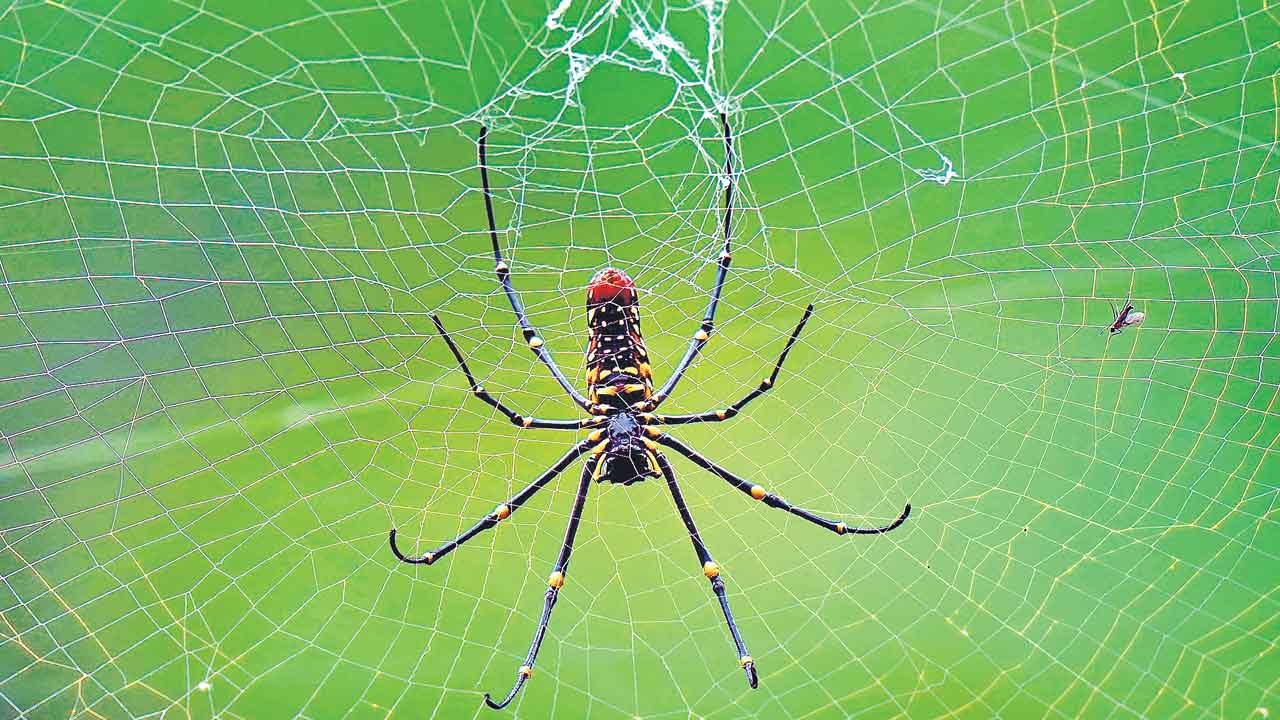 సాలెగూడు.. అల్లిక చూడు..