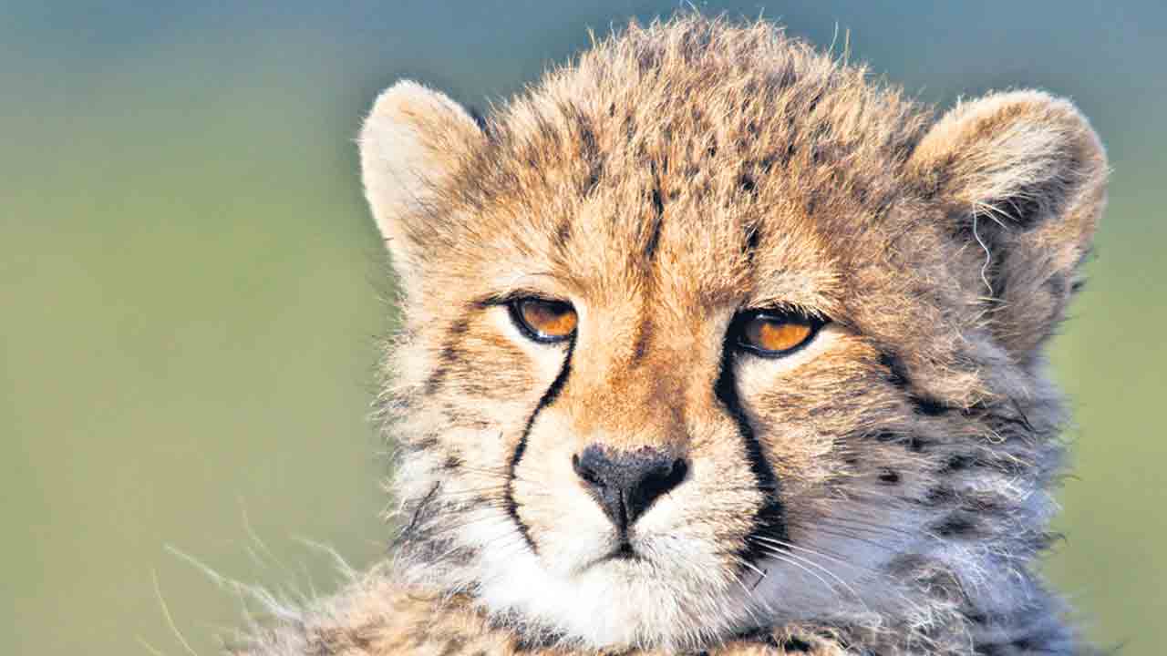 Project Cheetah | ఇప్పటికే తెచ్చిన చీతాలు చచ్చినా ప్రాజెక్ట్ చీతా 2.O కు సిద్ధమవుతున్న కేంద్రం