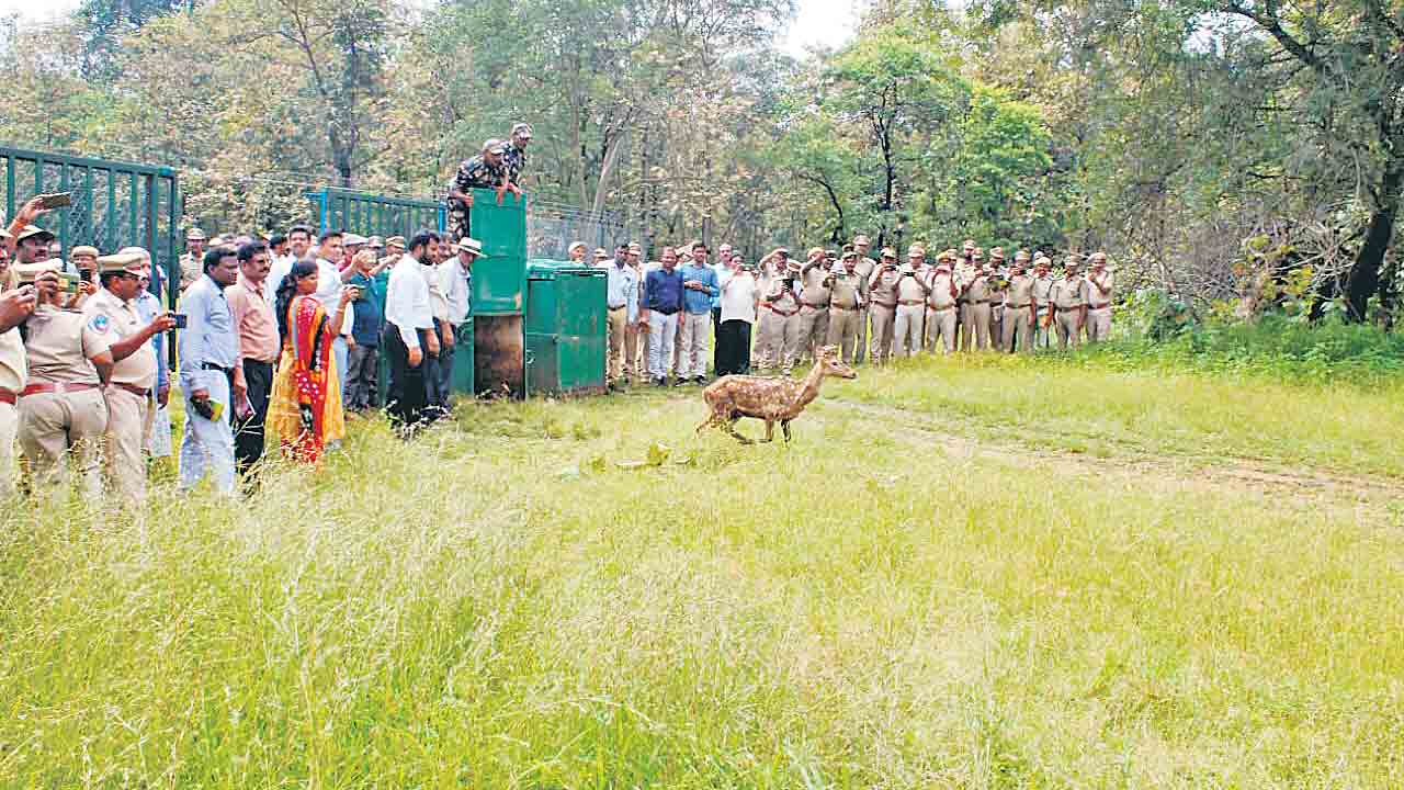 గడ్డి క్షేత్రాలతో వన్యప్రాణుల పెంపు