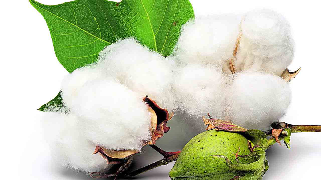 పత్తి కొనుగోళ్లకు 23 సెంటర్లు