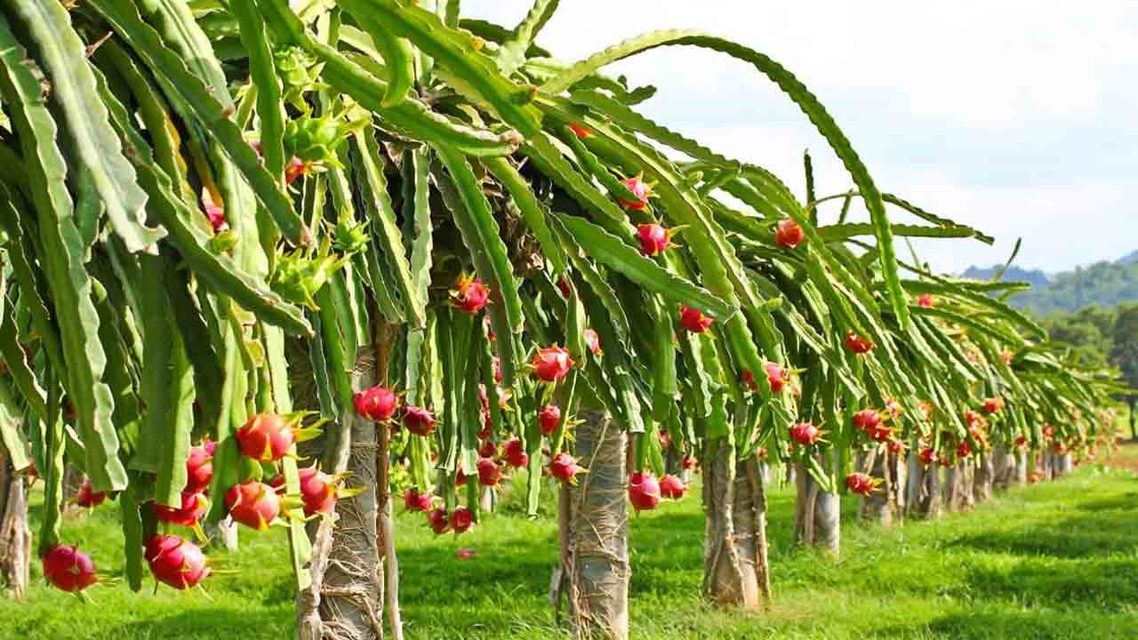 డ్రాగన్‌ ఫ్రూట్స్‌ సాగు.. లాభాలు బాగు