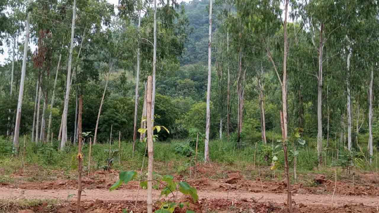 న‌ల్ల‌ని నేల‌పై ప‌చ్చ‌ని వ‌నం