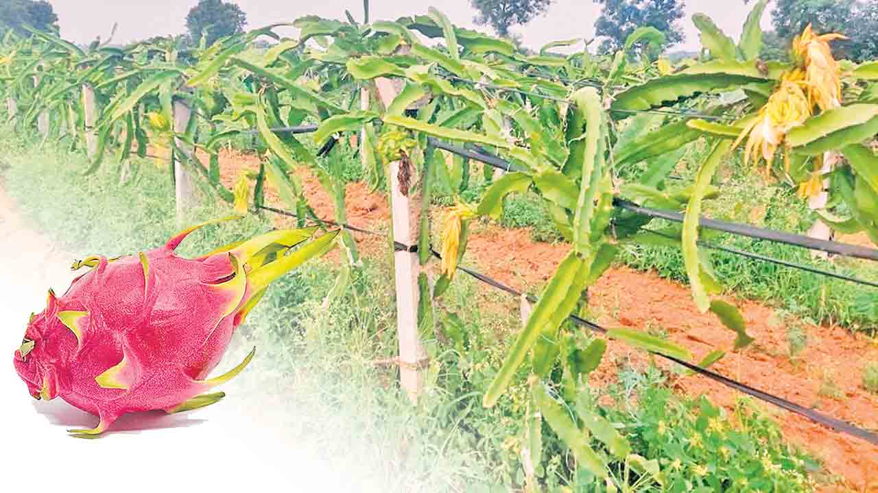 డ్రాగన్‌ సాగు ఆదాయం బాగు