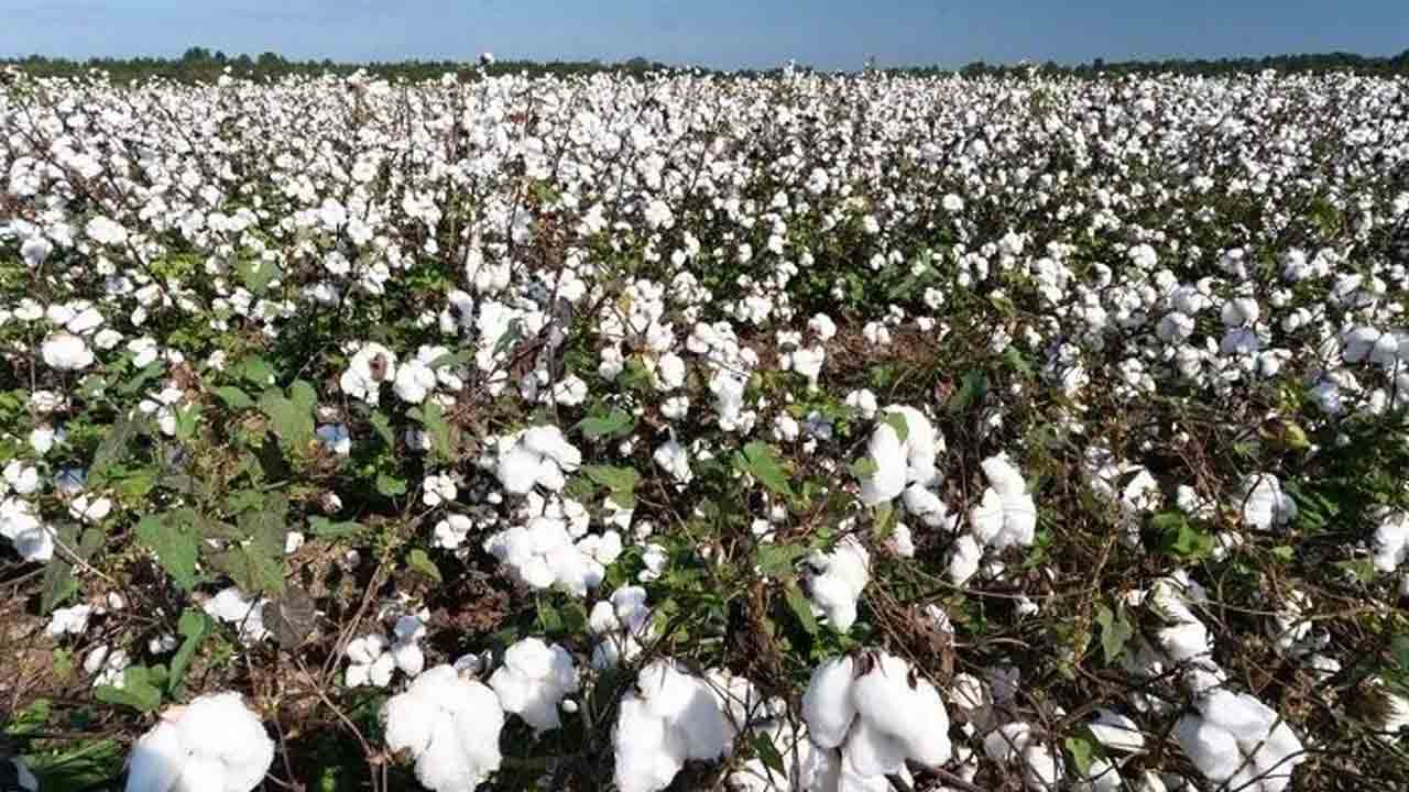 పత్తి రెడీ !